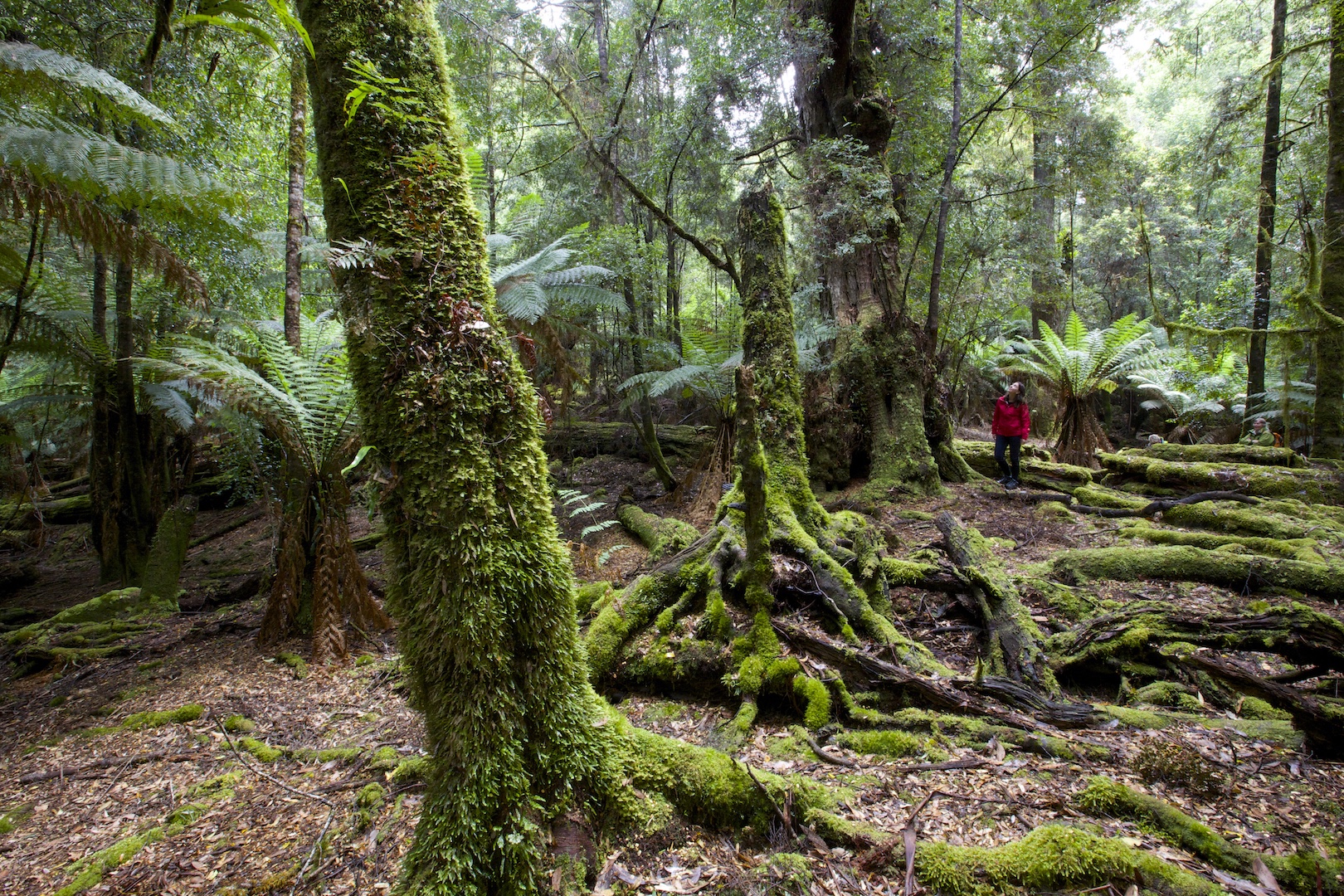tasmania tarkine wilderness