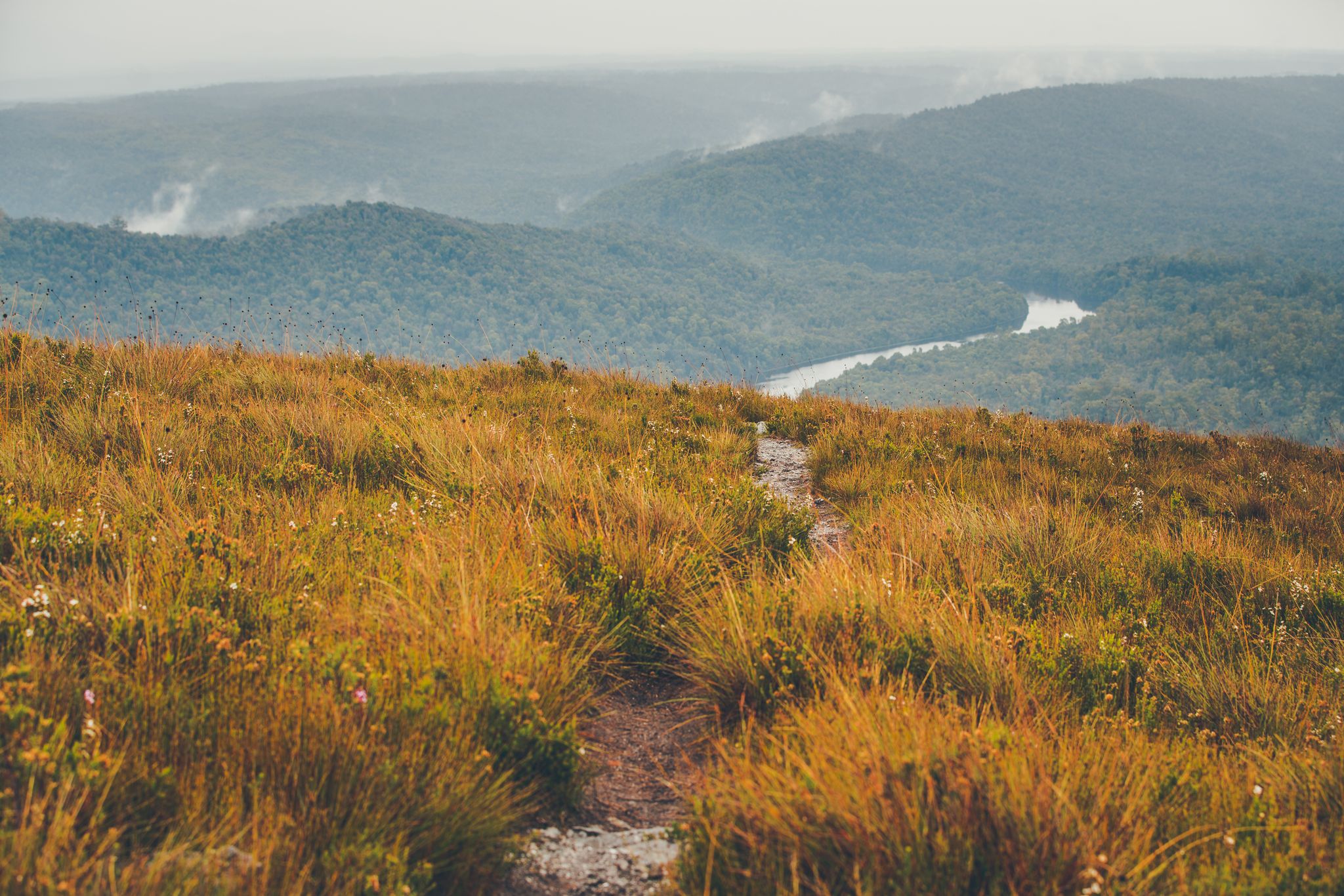 Tasmanian Honey Wilderness